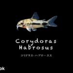 コリドラス ハブローススの飼い方／飼育・混泳・大きさ・繁殖・種類