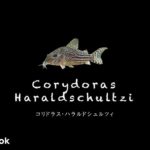 コリドラス ハラルドシュルツィの飼い方／飼育・混泳・大きさ・繁殖・種類