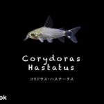 コリドラス ハステータスの飼い方／飼育・混泳・大きさ・繁殖・種類