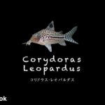コリドラス レオパルダスの飼い方／飼育・混泳・大きさ・繁殖・種類