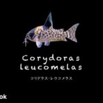 コリドラス レウコメラスの飼い方／飼育・混泳・大きさ・繁殖・種類