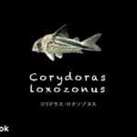 コリドラス ロクソゾヌスの飼い方／飼育・混泳・大きさ・繁殖・種類
