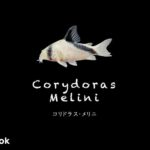 コリドラス メリニの飼い方／飼育・混泳・大きさ・繁殖・種類