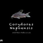 コリドラス ナポエンシスの飼い方／飼育・混泳・大きさ・繁殖・種類