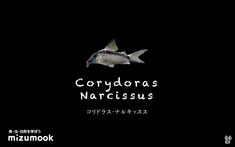 コリドラス ナルキッススの飼い方／飼育・混泳・大きさ・繁殖・種類