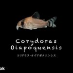 コリドラス オイアポクエンシスの飼い方／飼育・混泳・大きさ・繁殖・種類
