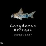 コリドラス オルテガイの飼い方／飼育・混泳・大きさ・繁殖・種類