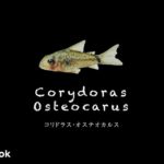 コリドラス オステオカルスの飼い方／飼育・混泳・大きさ・繁殖・種類