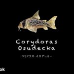 コリドラス オスデッカーの飼い方／飼育・混泳・大きさ・繁殖・種類