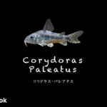 コリドラス パレアタスの飼い方／飼育・混泳・大きさ・繁殖・種類