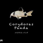 コリドラス パンダの飼い方／飼育・混泳・大きさ・繁殖・種類