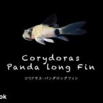 コリドラス パンダロングフィンの飼い方／飼育・混泳・大きさ・繁殖・種類