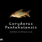 コリドラス パンタナルエンシスの飼い方／飼育・混泳・大きさ・繁殖・種類