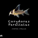 コリドラス パラレルスの飼い方／飼育・混泳・大きさ・繁殖・種類