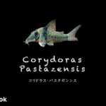 コリドラス パスタゼンシスの飼い方／飼育・混泳・大きさ・繁殖・種類