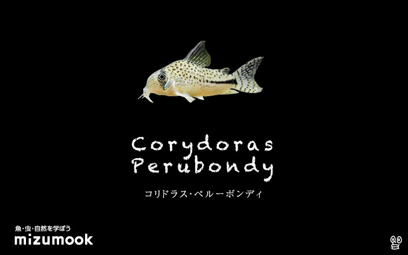 コリドラス ペルーボンディの飼い方／飼育・混泳・大きさ・繁殖・種類