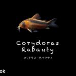 コリドラス ラバウティの飼い方／飼育・混泳・大きさ・繁殖・種類