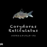 コリドラス レティキュラータスの飼い方／飼育・混泳・大きさ・繁殖・種類