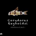 コリドラス レイノルジーの飼い方／飼育・混泳・大きさ・繁殖・種類