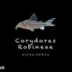 コリドラス ロビネアエの飼い方／飼育・混泳・大きさ・繁殖・種類