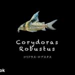 コリドラス ロブスタスの飼い方／飼育・混泳・大きさ・繁殖・種類