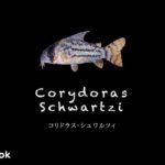 コリドラス シュワルツィの飼い方／飼育・混泳・大きさ・繁殖・種類