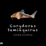 コリドラス セミアキルスの飼い方／飼育・混泳・大きさ・繁殖・種類