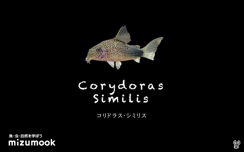 コリドラス シミリスの飼い方／飼育・混泳・大きさ・繁殖・種類