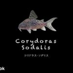 コリドラス ソダリスの飼い方／飼育・混泳・大きさ・繁殖・種類