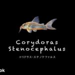 コリドラス ステノケファルスの飼い方／飼育・混泳・大きさ・繁殖・種類