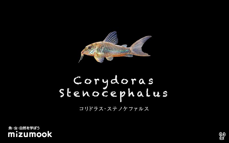 コリドラス ステノケファルスの飼い方／飼育・混泳・大きさ・繁殖・種類