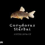 コリドラス ステルバイの飼い方／飼育・混泳・大きさ・繁殖・種類