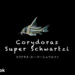 コリドラス スーパーシュワルツィの飼い方／飼育・混泳・大きさ・繁殖・種類