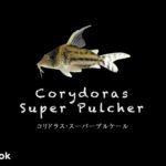 コリドラス スーパープルケールの飼い方／飼育・混泳・大きさ・繁殖・種類