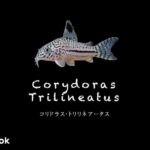コリドラス トリリネアータスの飼い方／飼育・混泳・大きさ・繁殖・種類
