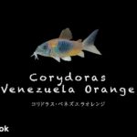 コリドラス ベネズエラオレンジの飼い方／飼育・混泳・大きさ・繁殖・種類