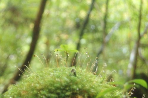 とってもお洒落な苔21種をご紹介します 苔の種類 育て方 ミズムック