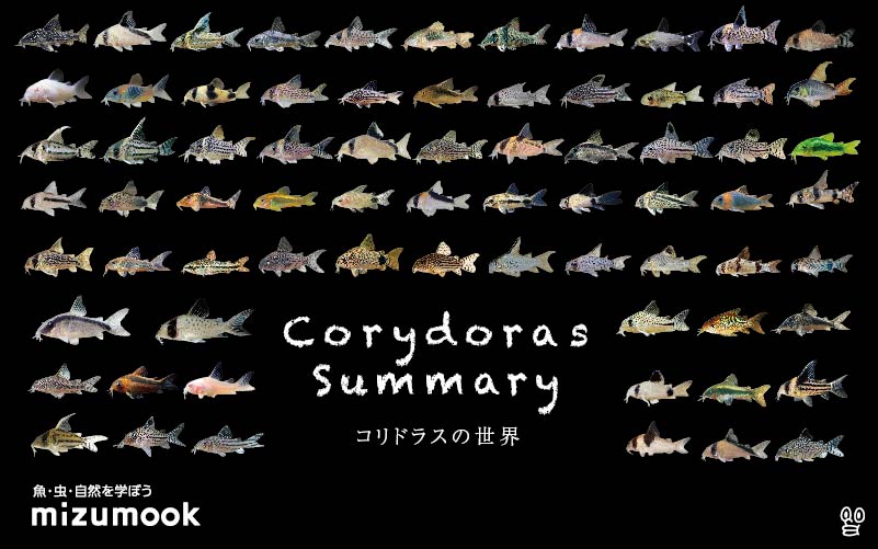 コリドラス全71種類をご紹介／飼い方・飼育・大きさ・種類