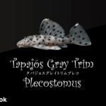 タパジョスグレイトリムプレコの飼い方／飼育・混泳・繁殖