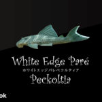 ホワイトエッジパレぺコルティアの飼い方／飼育・混泳・繁殖・プレコ