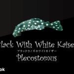 ブラックウィズホワイトカイザープレコの飼い方／飼育・混泳・繁殖