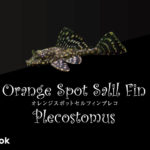 オレンジスポットセルフィンプレコの飼い方／飼育・混泳・繁殖