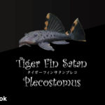 タイガーフィンサタンプレコの飼い方／飼育・混泳・繁殖